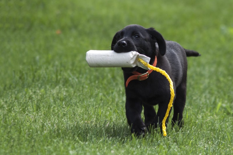 dokken_2_inch_puppy_bumper-_retriever_training-e1428999099816